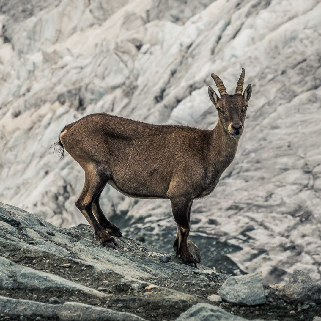 Nachhaltigkeit zum Wohl von Natur und Tierwelt Nachhaltigkeit zum Wohl von Natur und Tierwelt