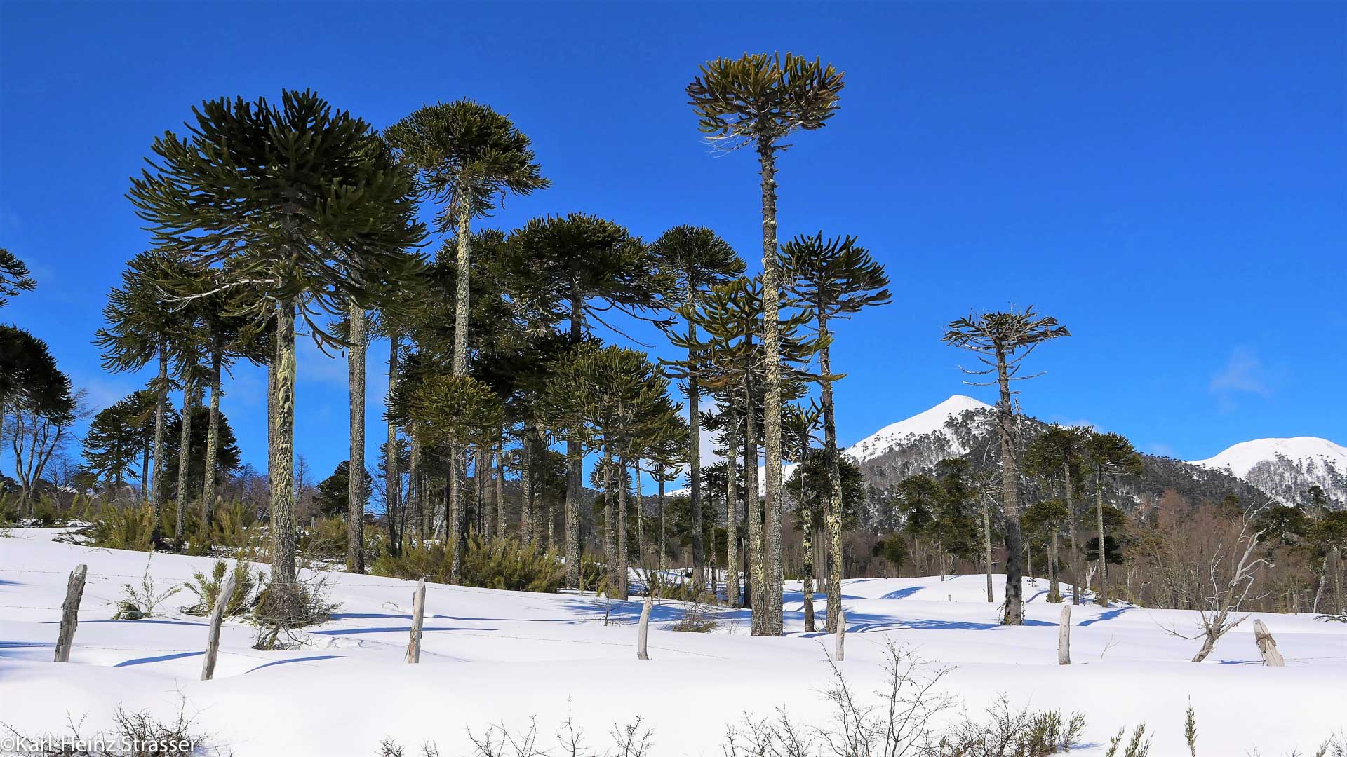 Anstieg durch Aurakienwälder