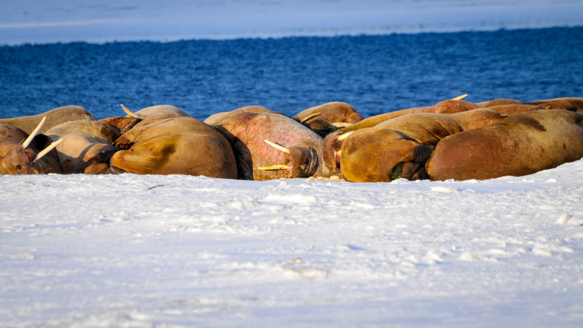 Walrösser Spitzbergen