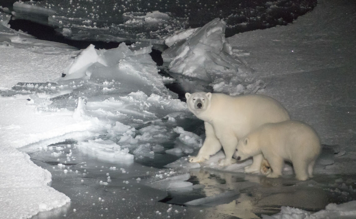 Eine Polarbaerin Mit Ihrem Einjaehrigen Jungen Ueberquert Das Eis Im Scheinwerferlicht Der Polarstern